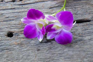 beautiful Dendrobium orchid on table