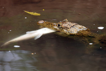 Cayman. Head of a crocodile (alligator) closeup. Кайман