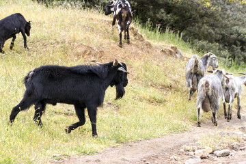 Goats on a farm