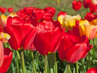Obraz premium Tulpen