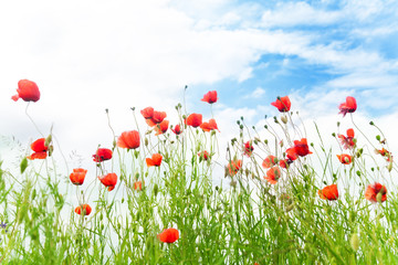 Red poppy flowers over blue sky