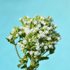 Stevia plant