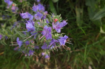 Полевые цветы