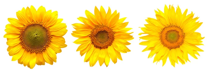 Wandcirkels plexiglas Sunflowers collection © Ian 2010