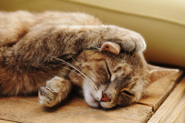 Cute sleeping cat portrait