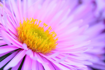 Natural background from New York Aster  (Aster dumosus).