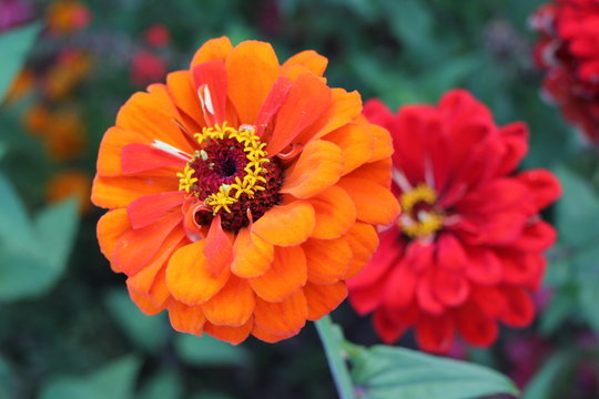zinnia orange
