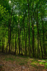 Fototapeta na wymiar forest glade in shade of the trees