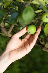 Gardener holding unripe tomato