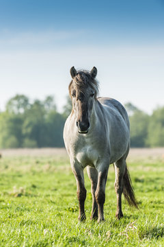 Fototapeta Polish horse - konik polski.