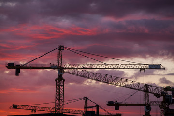 Cranes at dusk