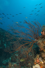 Fototapeta na wymiar Shipwreck Coral Reef