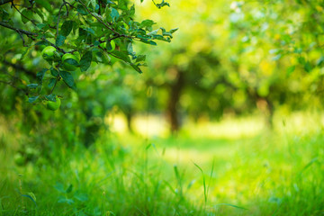 Fototapeta na wymiar Apple garden green sunny background. Summer and autumn season