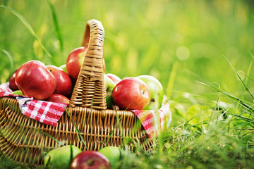 Rich organic apples in a basket outdoors. Autumn harvest 