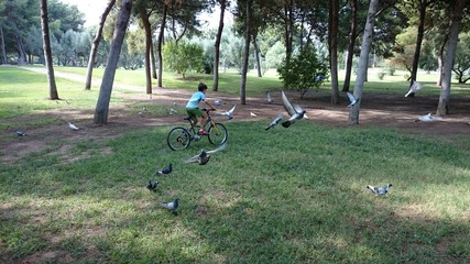 Obraz na płótnie Canvas Niño espantado palomas con bicicleta