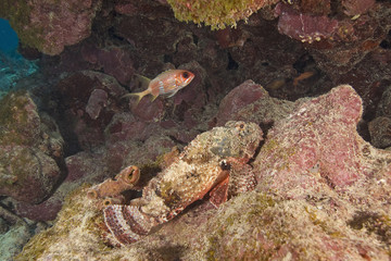 Scorpion Fish