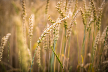 Ripe barley (lat. Hordeum)