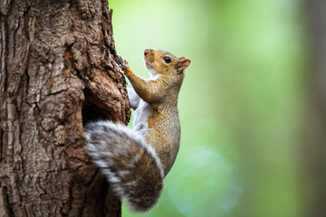 Eastern Grey Squirrel (Sciurus carolinensis)