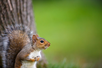Eastern Grey Squirrel (Sciurus carolinensis)