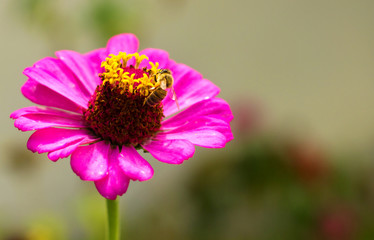 Bee on the flower