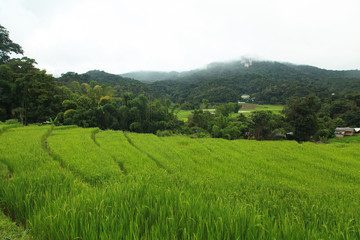 Fototapeta na wymiar Terraced rice fields