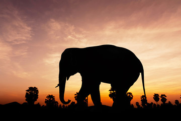 Fototapeta na wymiar Elephant and plam tree on twilight time