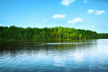 Naklejka premium Forest lake