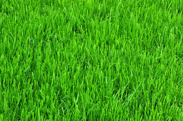Green grass background texture.