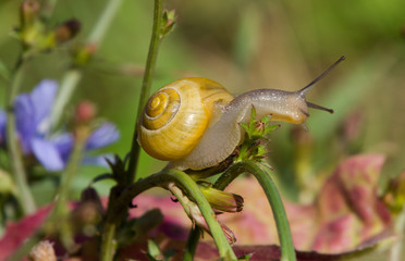 As slow as a snail