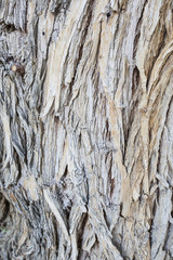Aged Wood Texture on Old Tree