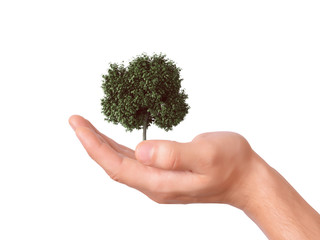 hand holding a tree with isolated background