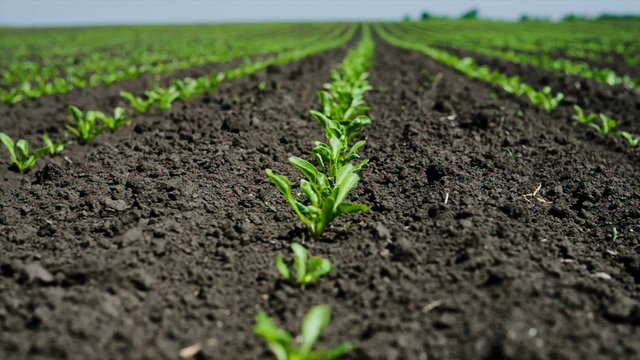 Field with sugar-beet
