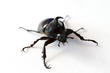 black horn beetle