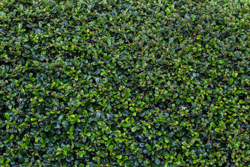 Full frame hedge background