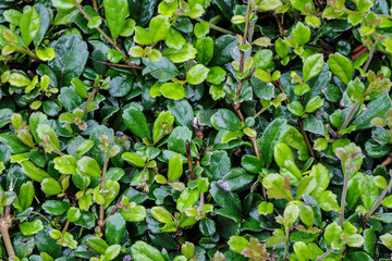 Full frame hedge background