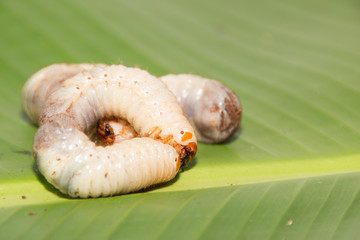 The worms crawl on the leaves