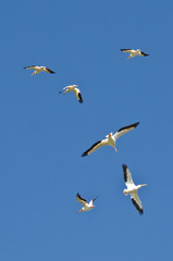 Flock of American White Pelican Flying in a Blue Sky