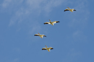 Flock of American White Pelican Flying in a Blue Sky