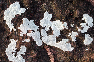 Lichens growing on a stone surface.