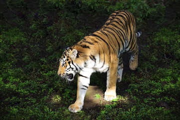 Amur tiger