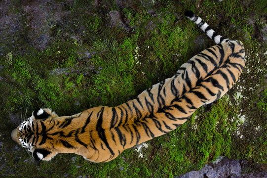 Fototapeta Ussuriyrsky tiger