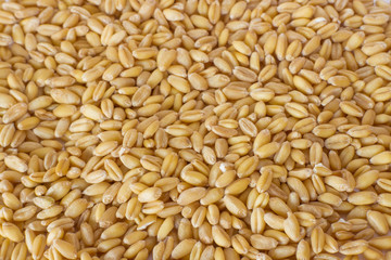 Germinated brown rice or GABA-rice, medicinal properties.