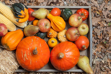 Autumn fruits