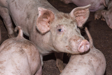 Young pig in farm