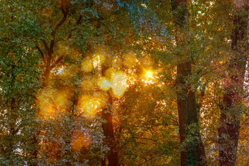 A warm sun illuminates the forest through the tree branches in autumn