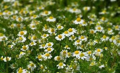 meadow with chamomile flowers in spring , details , background