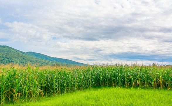 image of corn field and sky in background