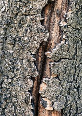 Tree Bark