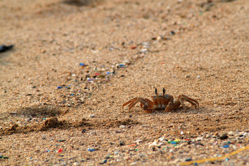 Crab