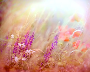 Fototapeta na wymiar Beautiful purple flower in meadow
